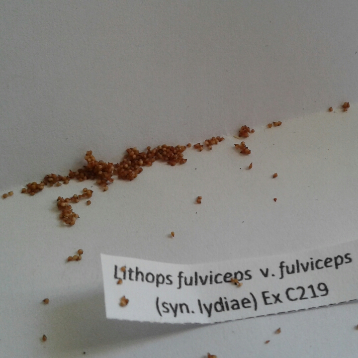Lithops Fulviceps v. Fulviceps C219 in the GardenTags plant encyclopedia Living Stones Fulviceps in the GardenTags plant encyclopedia