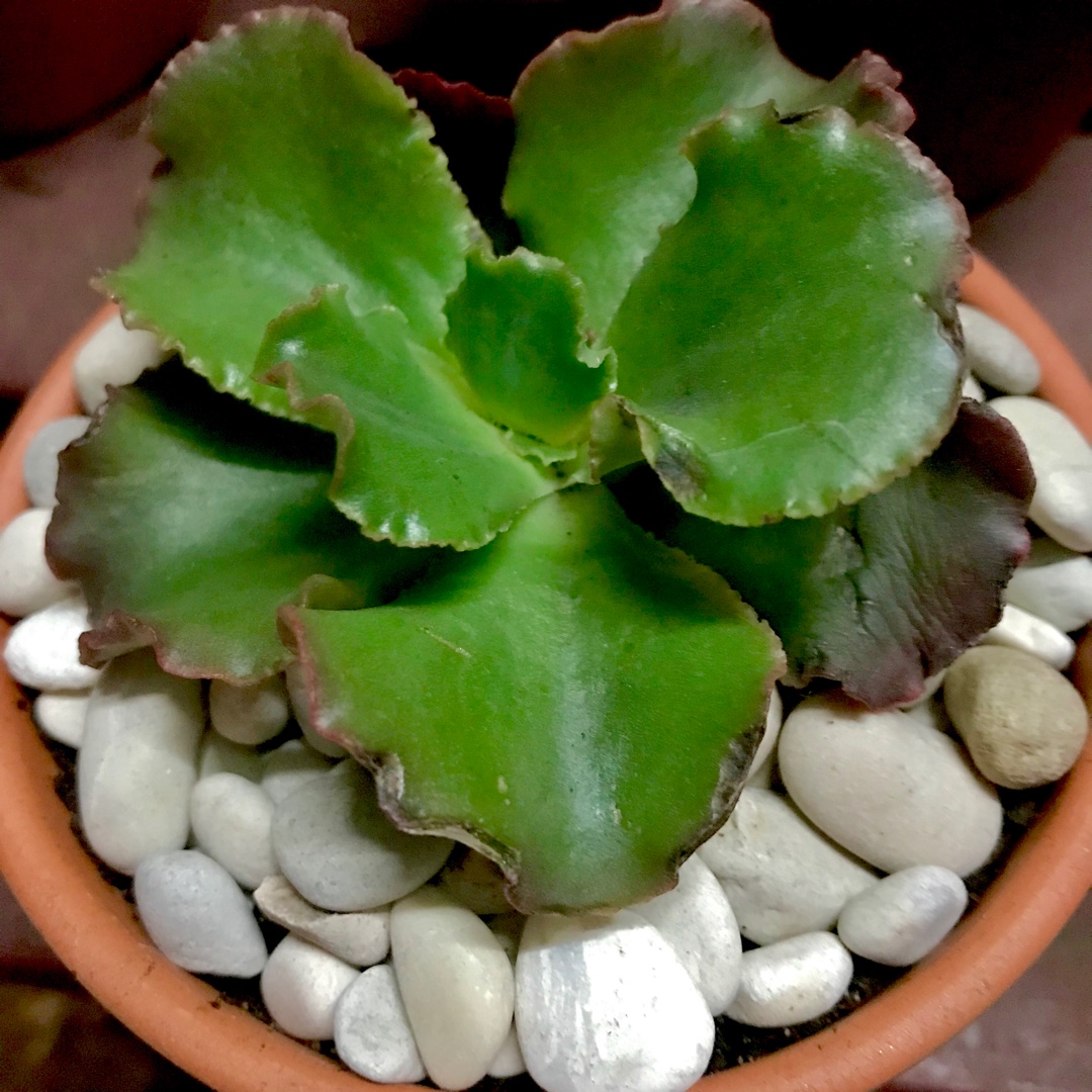 Echeveria Katella II in the GardenTags plant encyclopedia Echeveria Katella II in the GardenTags plant encyclopedia