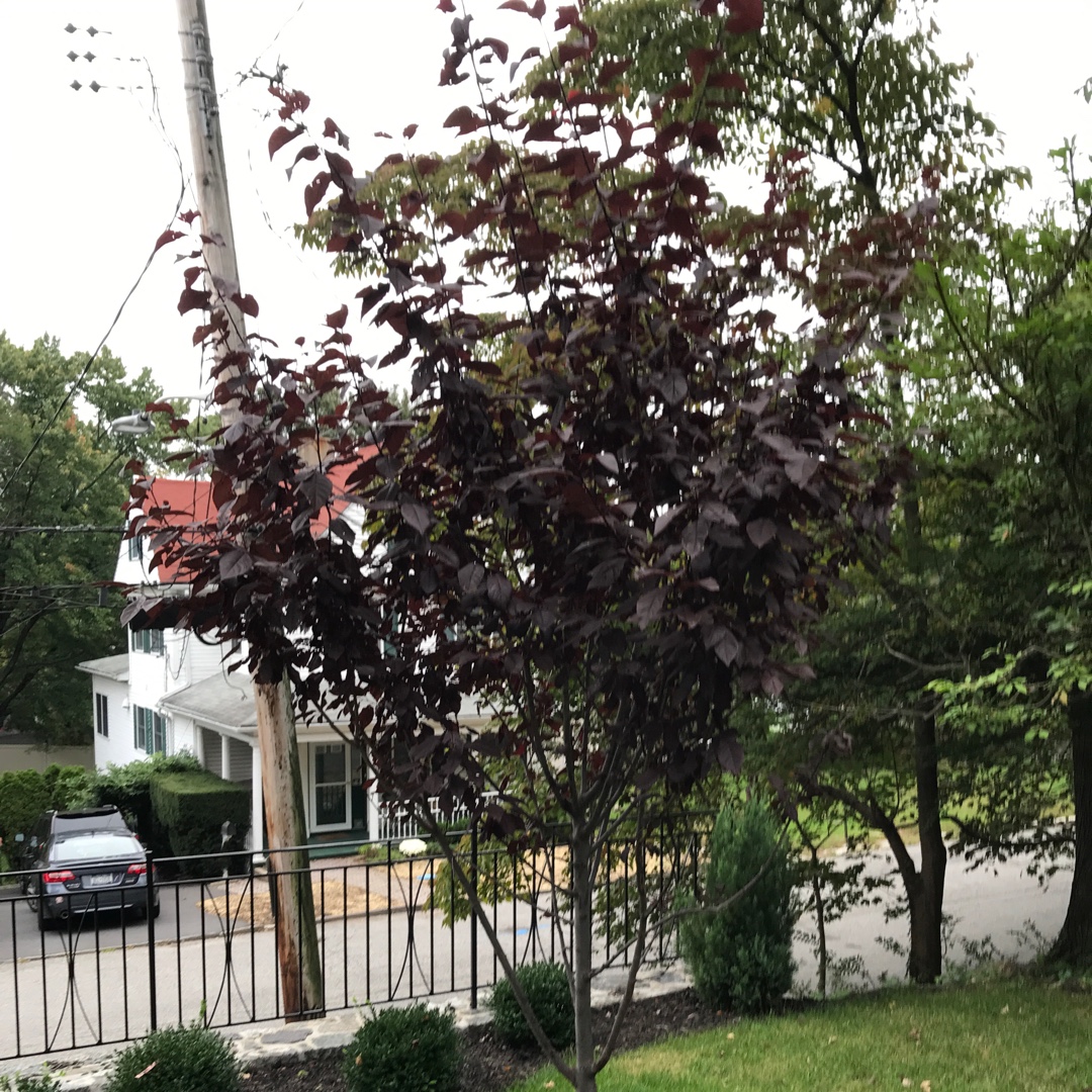 Prunus Cerasifera Thundercloud in the GardenTags plant encyclopedia Cherry Plum Tree Thundercloud in the GardenTags plant encyclopedia