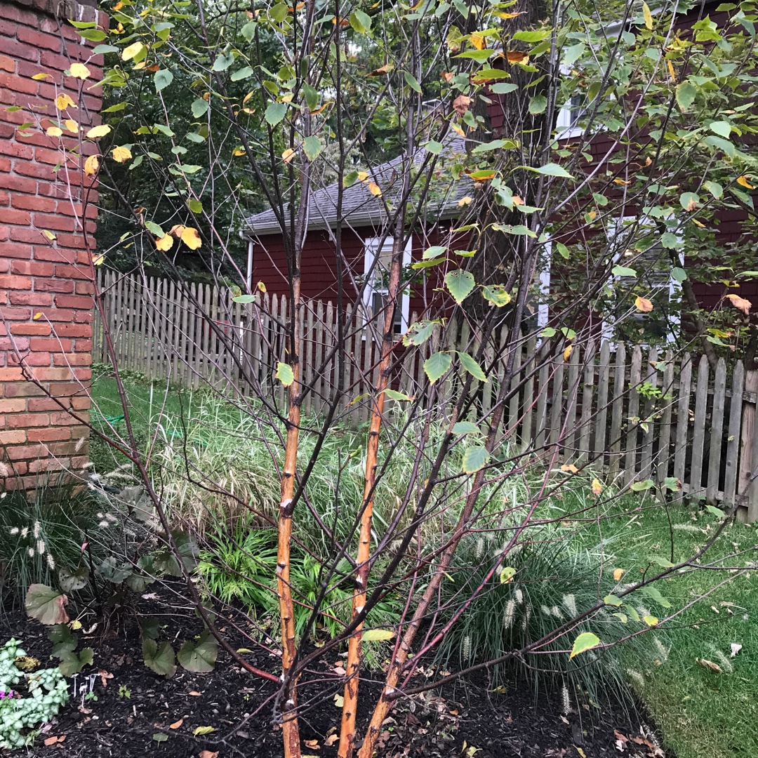 Betula Nigra in the GardenTags plant encyclopedia River Birch in the GardenTags plant encyclopedia