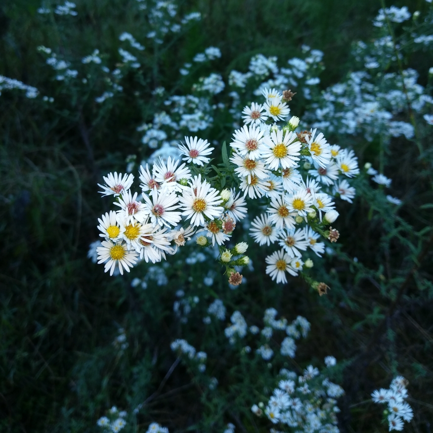 Symphyotrichum ericoides syn. Aster ericoides in the GardenTags plant encyclopedia Heath Aster in the GardenTags plant encyclopedia