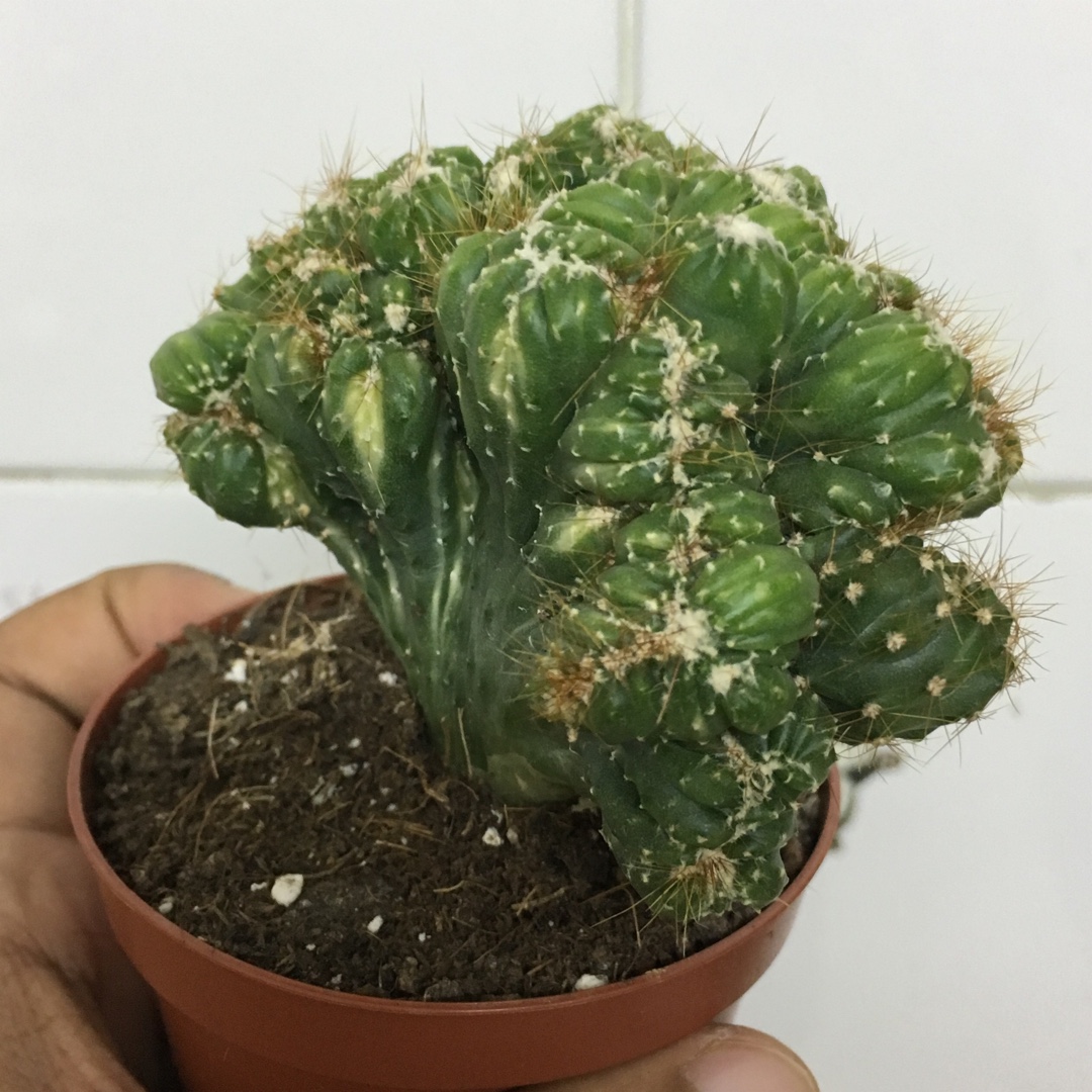 Cereus Wild Crest in the GardenTags plant encyclopedia