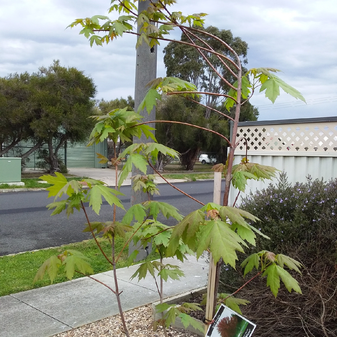 Maple Autumn Blaze in the GardenTags plant encyclopedia