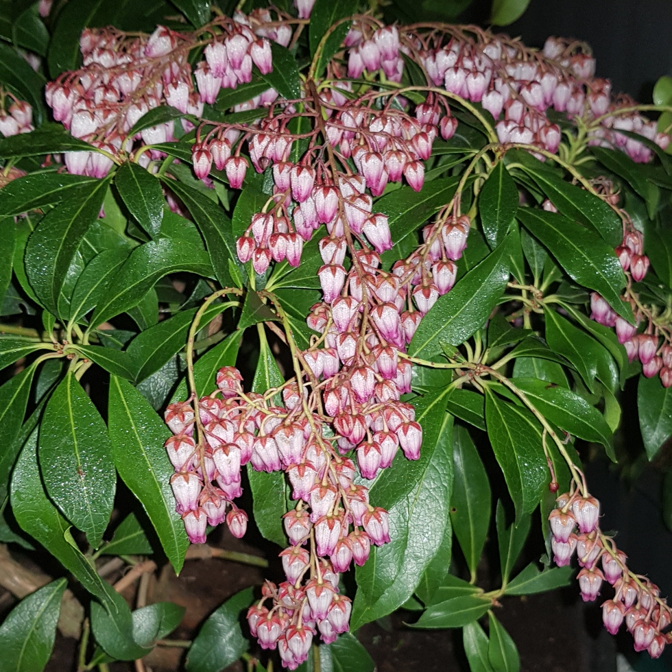 Pieris japonica Katsura in the GardenTags plant encyclopedia Pieris Katsura in the GardenTags plant encyclopedia