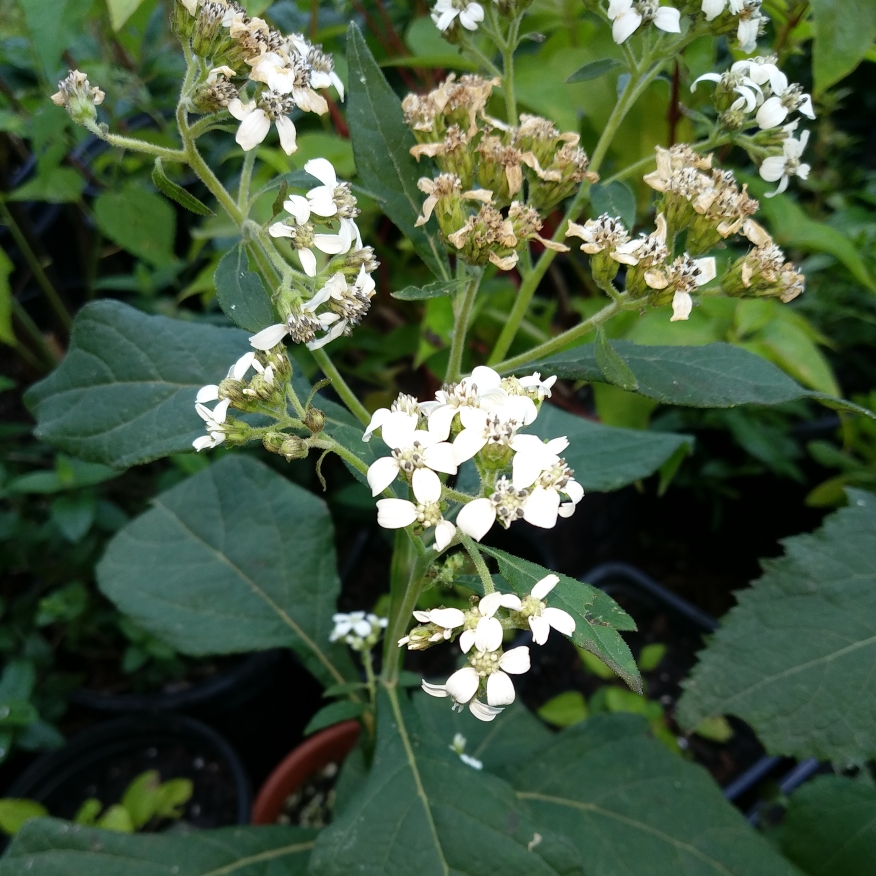 Verbesina virginica in the GardenTags plant encyclopedia Frostweed in the GardenTags plant encyclopedia