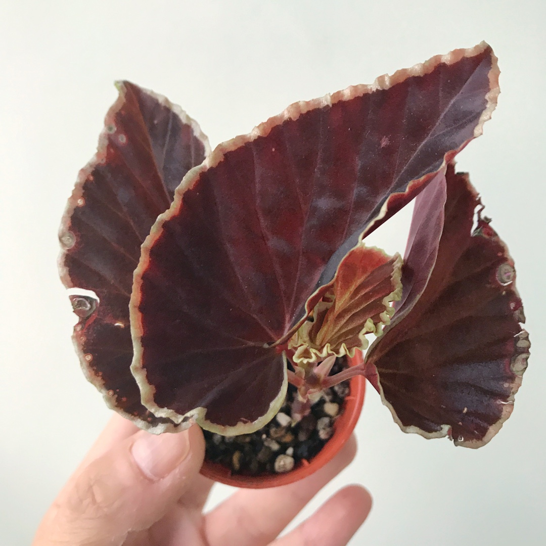 Begonia darthvaderiana in the GardenTags plant encyclopedia Darth Vader Begonia in the GardenTags plant encyclopedia