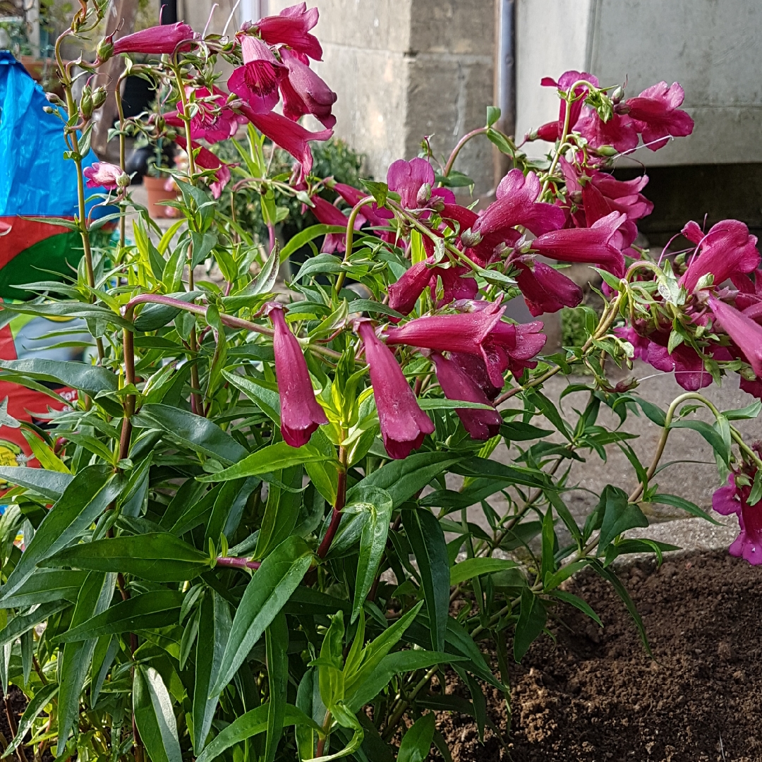 Beardtongue Purple Bedder in the GardenTags plant encyclopedia