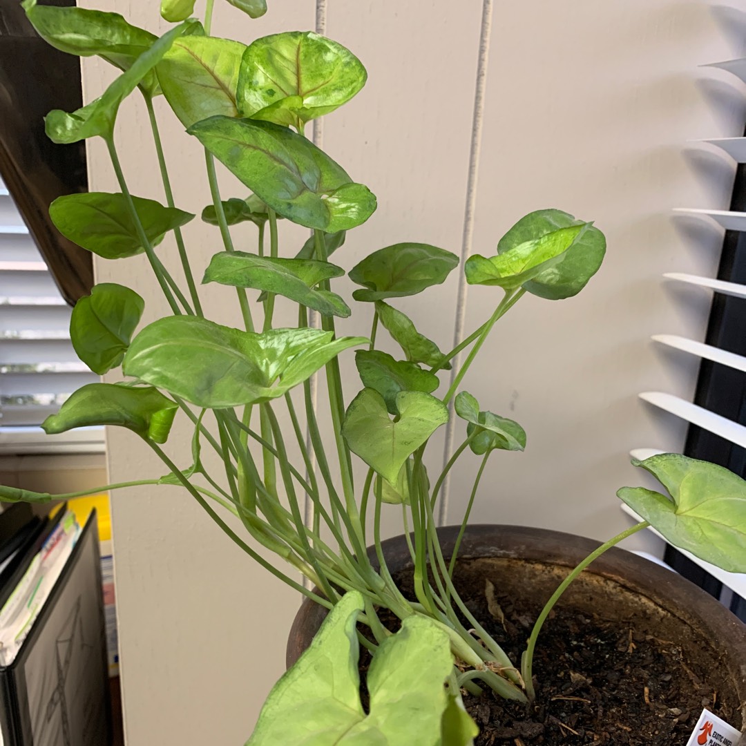 Syngonium podophyllum Exotic Allusion in the GardenTags plant encyclopedia Arrowhead Exotic Allusion (Allusion™ Series) in the GardenTags plant encyclopedia