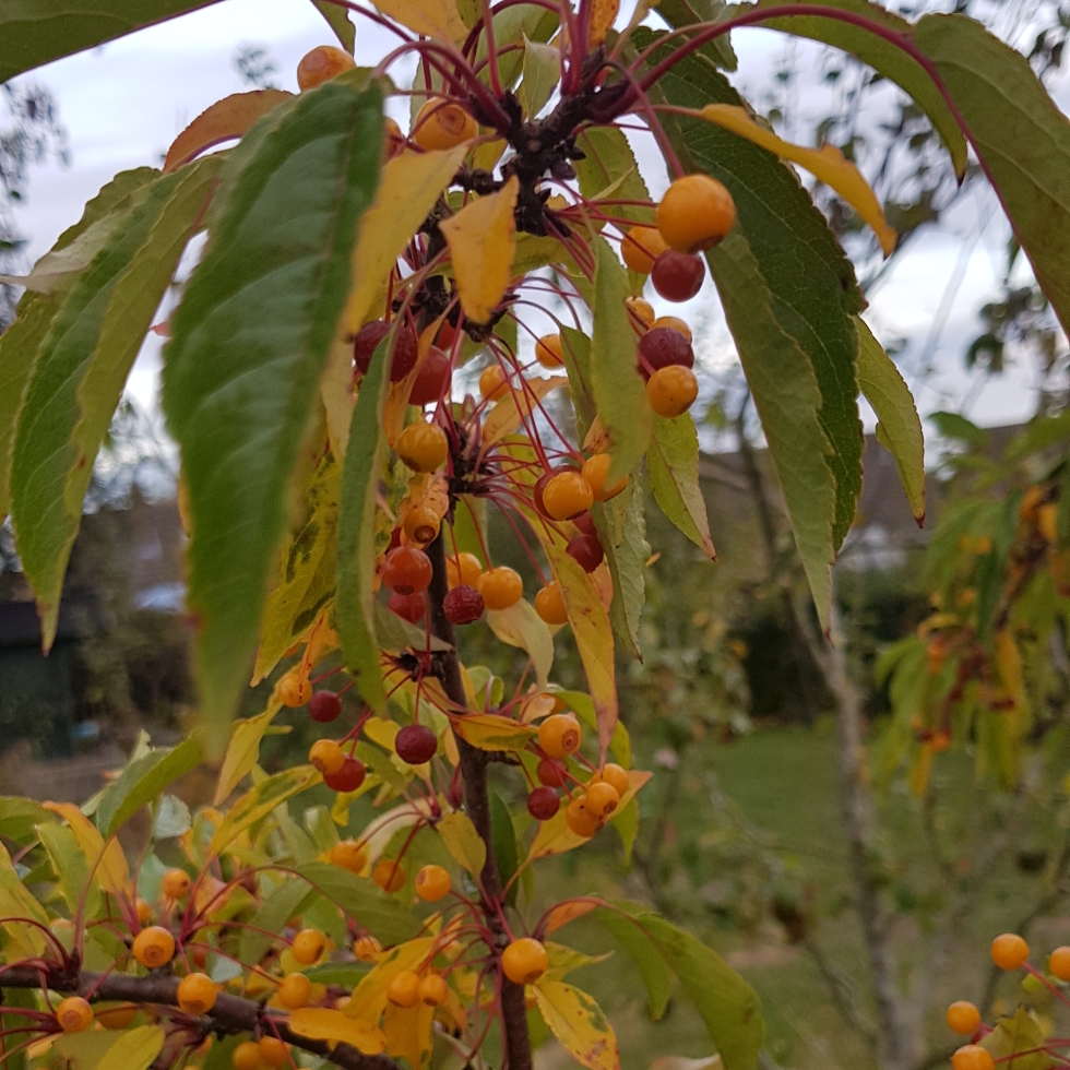 Malus transitoria in the GardenTags plant encyclopedia Cut Leaf Crab Apple in the GardenTags plant encyclopedia