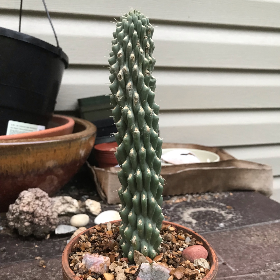 Cylindropuntia fulgida in the GardenTags plant encyclopedia Jumping Cholla in the GardenTags plant encyclopedia