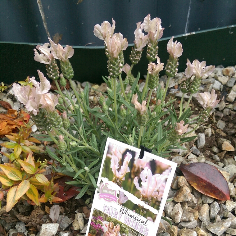 Lavandula pedunculata Fairy Wings Whimsical in the GardenTags plant encyclopedia Lavender Whimsical Fairy Wings in the GardenTags plant encyclopedia