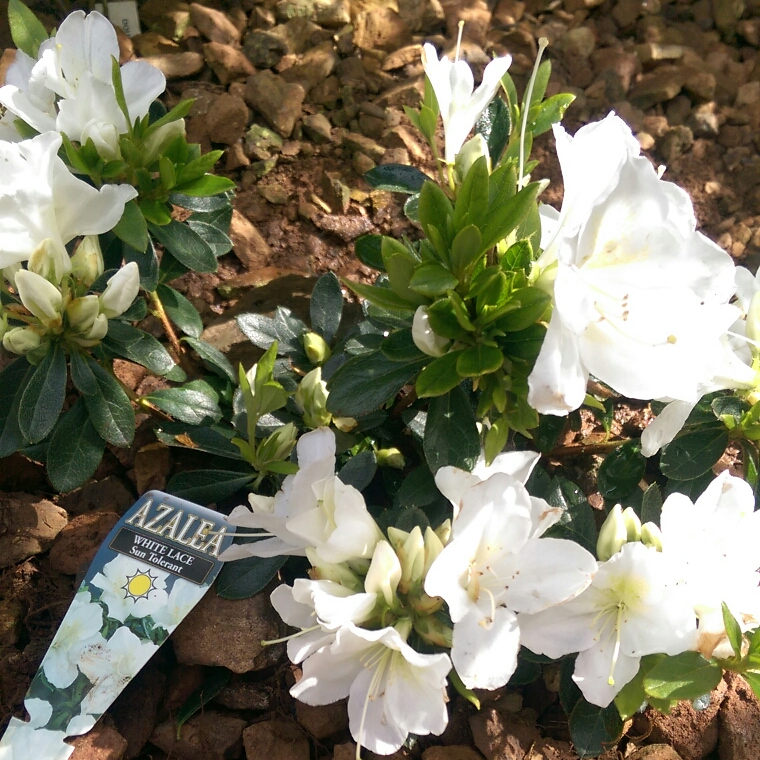 Rhododendron White Lace in the GardenTags plant encyclopedia Azalea White Lace in the GardenTags plant encyclopedia