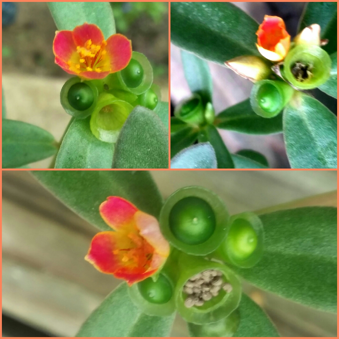 Portulaca hybrid Balriorg Rio™ Orange, (Rio™ Series) PP17241 Balriorg Rio Orange in the GardenTags plant encyclopedia Ornamental Purslane Rio™ Orange (Rio™ Series) in the GardenTags plant encyclopedia