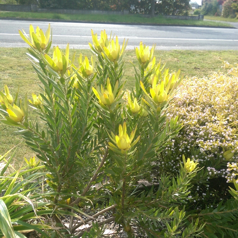 Leucadendron Laureolum in the GardenTags plant encyclopedia Leucadendron Laureolum in the GardenTags plant encyclopedia