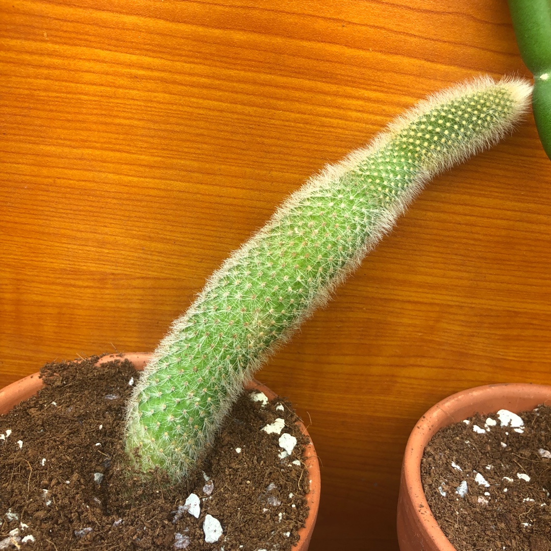 Cleistocactus brookeae in the GardenTags plant encyclopedia Cleistocactus Brookeae in the GardenTags plant encyclopedia