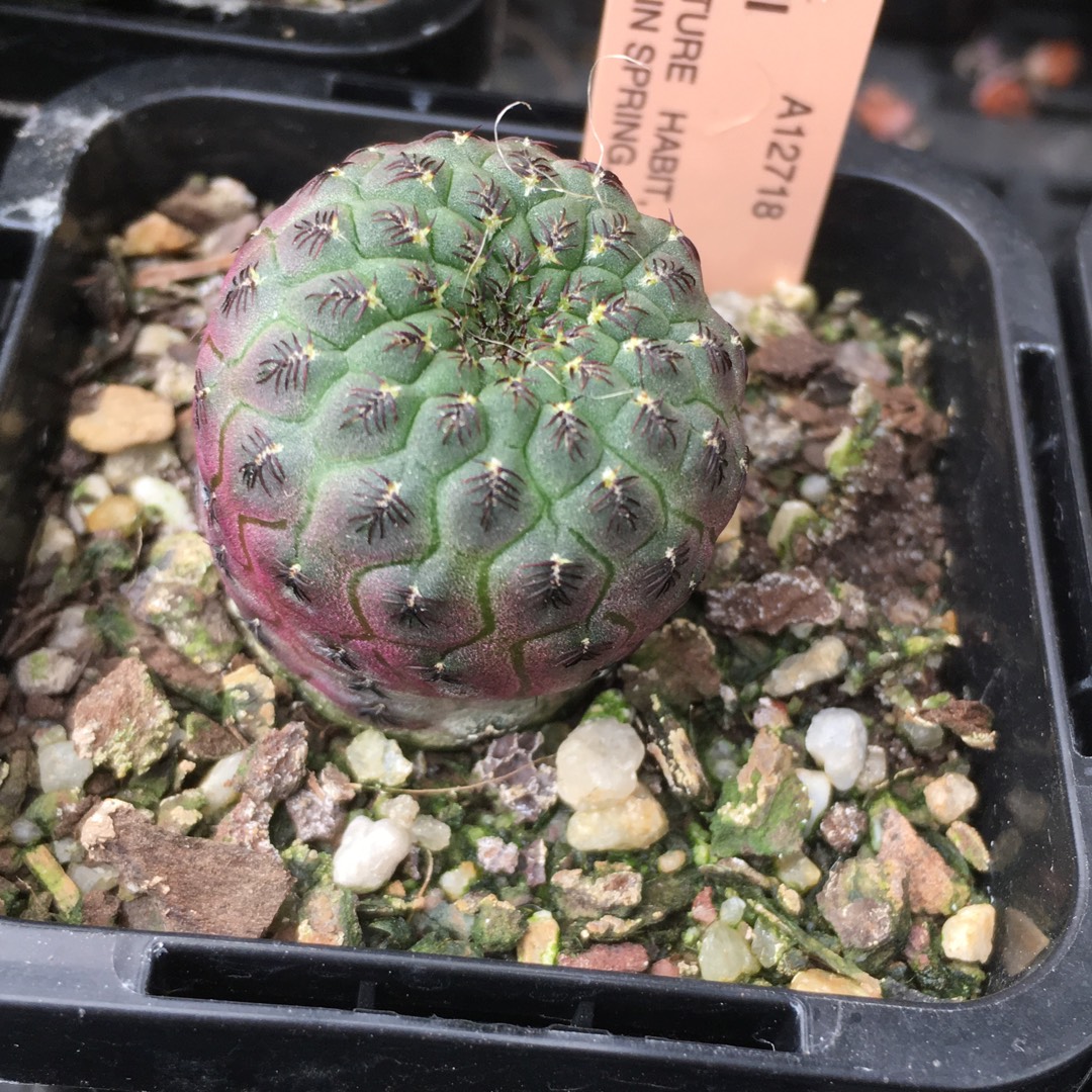 Rebutia steinmannii syn. Rebutia rauschii, Rebutia steinmannii var. costata, Rebutia albopectinata in the GardenTags plant encyclopedia Rebutia steinmannii in the GardenTags plant encyclopedia