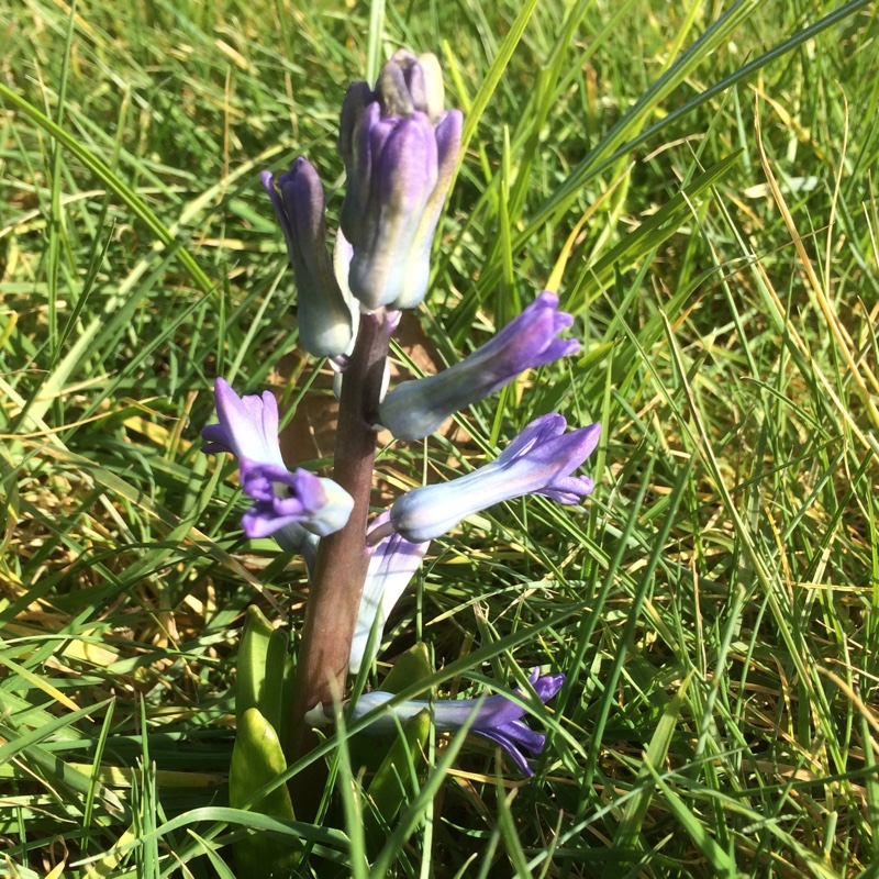 Hyacinthus orientalis Blue Festival in the GardenTags plant encyclopedia Hyacinth Blue Festival in the GardenTags plant encyclopedia