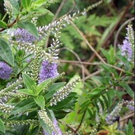 Shrubby Veronica  Midsummer Beauty in the GardenTags plant encyclopedia