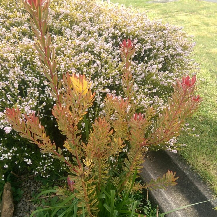 Leucadendron salignum x laureolum Jester. in the GardenTags plant encyclopedia Leucadendron Jester in the GardenTags plant encyclopedia