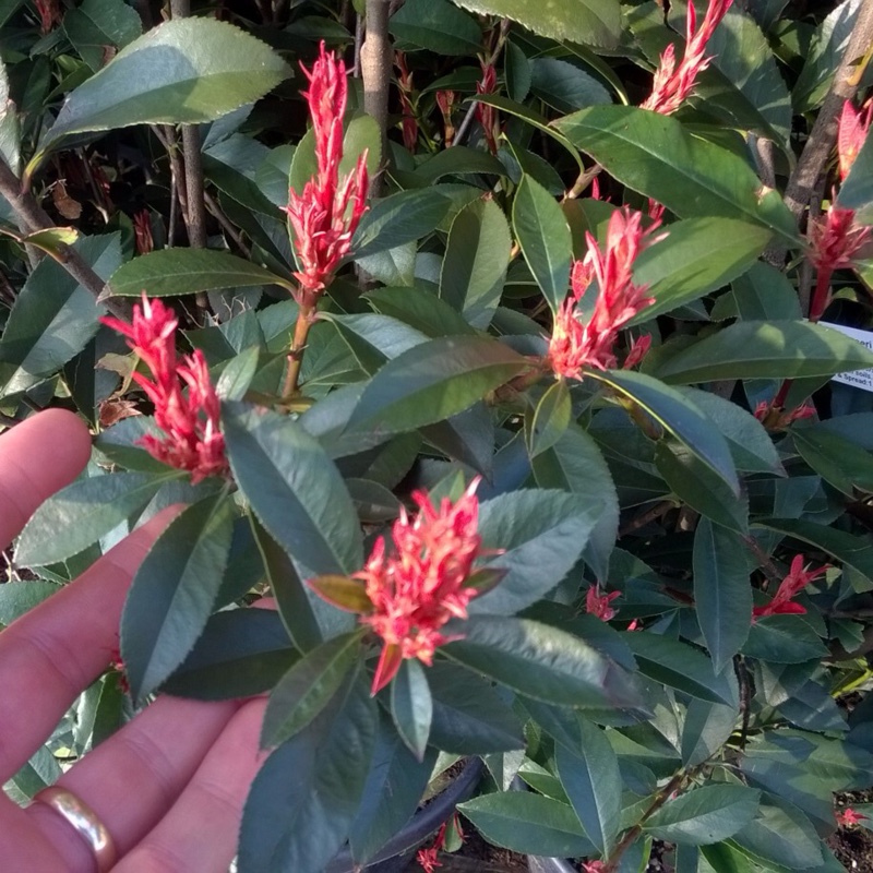 Photinia x fraseri Robusta Compacta in the GardenTags plant encyclopedia Photinia Robusta Compacta in the GardenTags plant encyclopedia