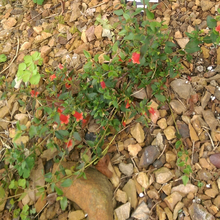 Correa Autumn Blaze in the GardenTags plant encyclopedia Correa Autumn Blaze in the GardenTags plant encyclopedia