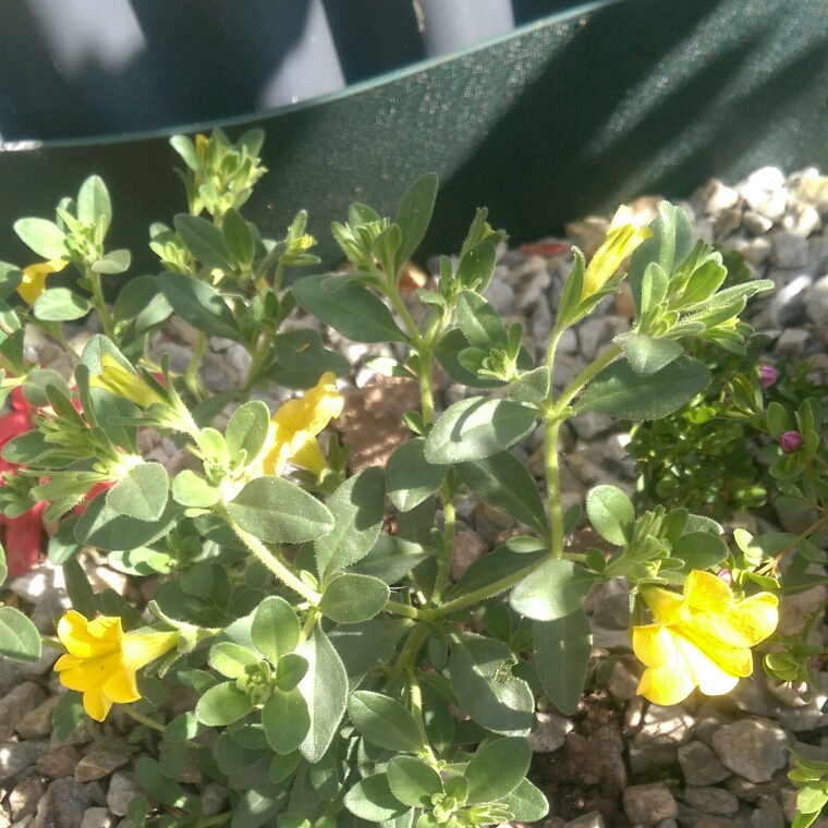 Calibrachoa Hybrid in the GardenTags plant encyclopedia Million Bells Bouquet Yellow in the GardenTags plant encyclopedia