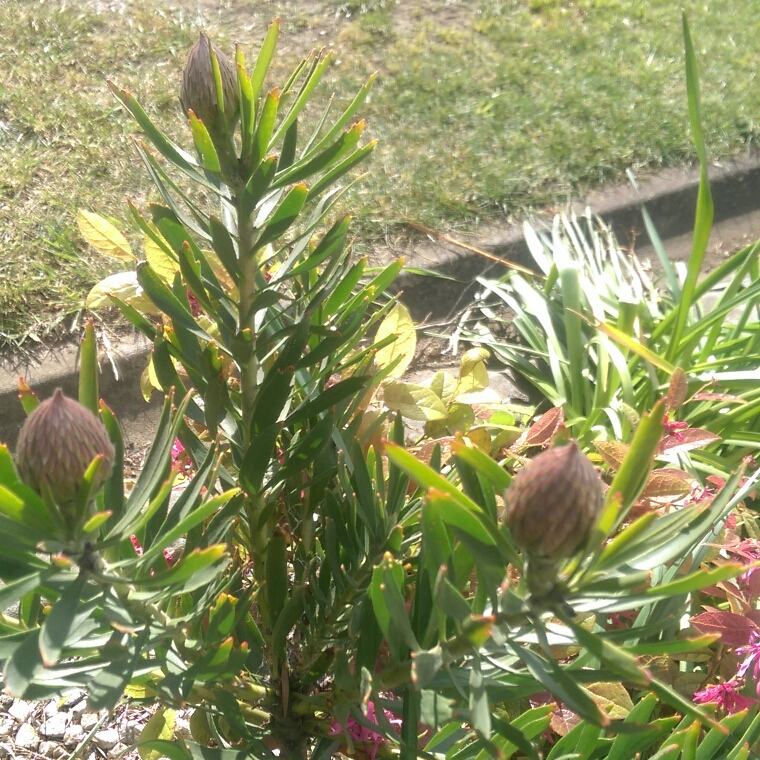 Leucospermum Tango in the GardenTags plant encyclopedia Pincushion Protea Tango in the GardenTags plant encyclopedia