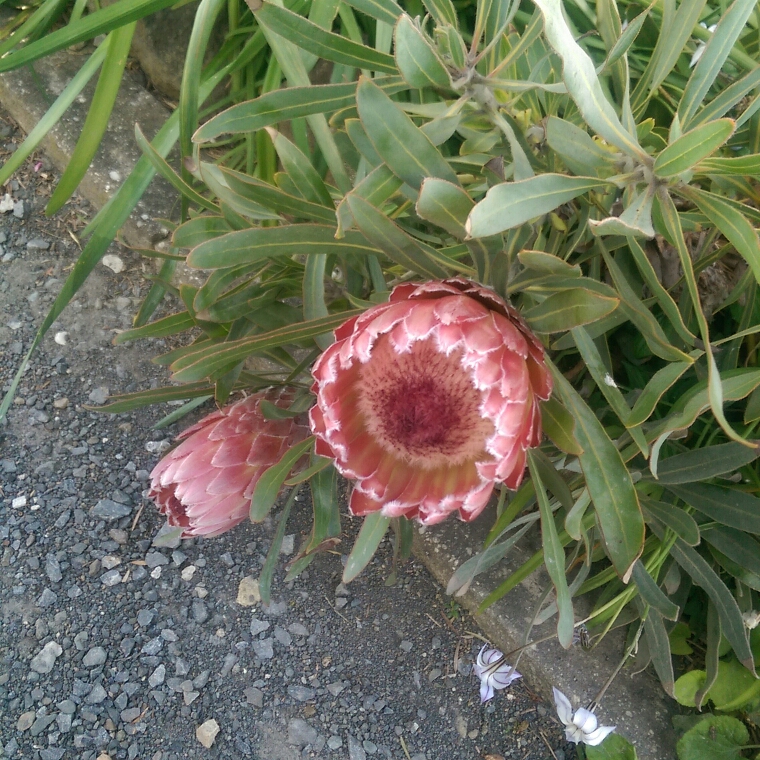 Protea Magnifica x pudens Juliet in the GardenTags plant encyclopedia Protea Juliet in the GardenTags plant encyclopedia