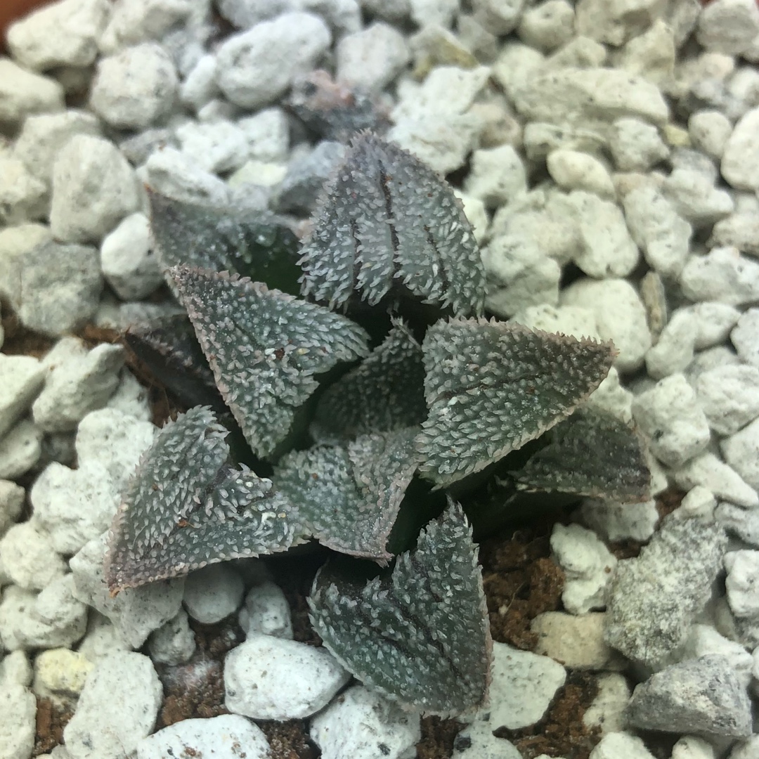 Haworthia Snowball in the GardenTags plant encyclopedia Haworthia Snowball in the GardenTags plant encyclopedia