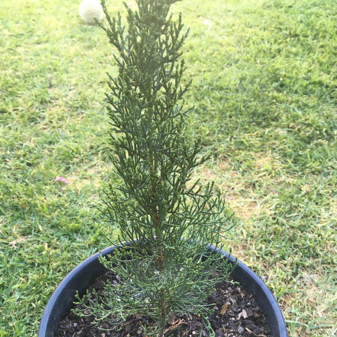 Cupressus sempervirens Glauca in the GardenTags plant encyclopedia Italian Cypress Glauca in the GardenTags plant encyclopedia
