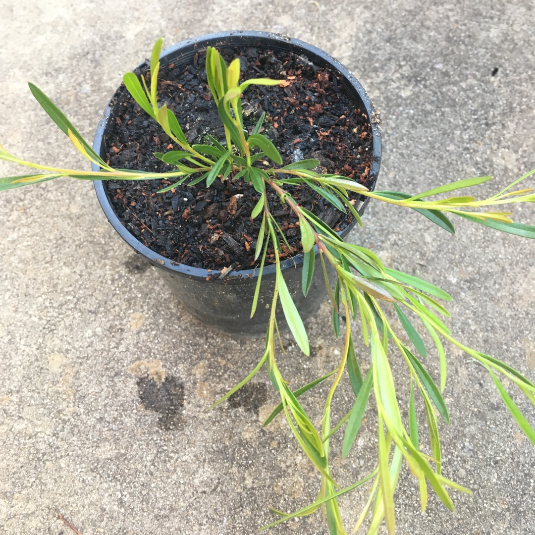 Crowea exalata x saligna Festival in the GardenTags plant encyclopedia Waxflower Festival in the GardenTags plant encyclopedia