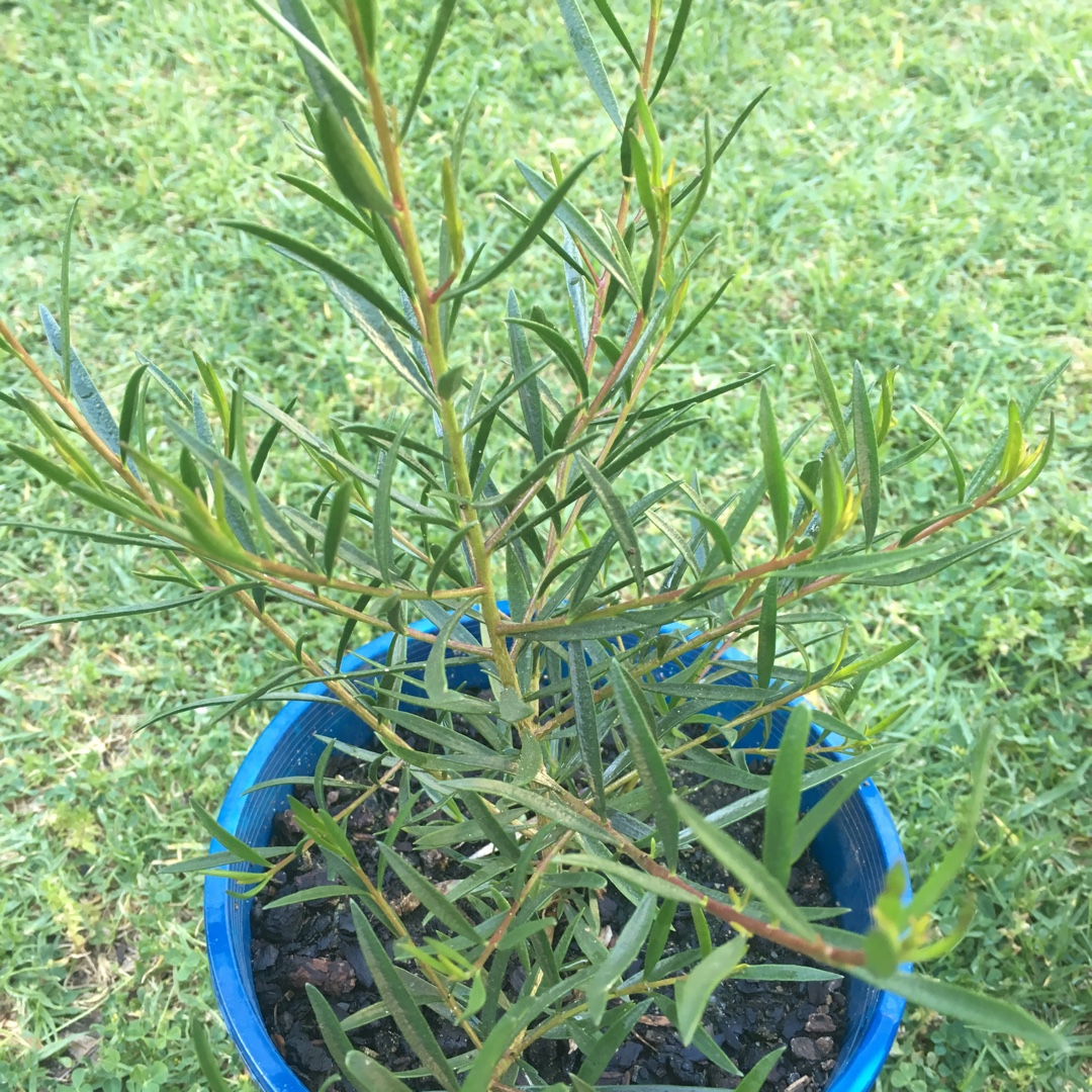 Eremophila maculata compacta in the GardenTags plant encyclopedia Dwarf Spotted Emu Bush in the GardenTags plant encyclopedia