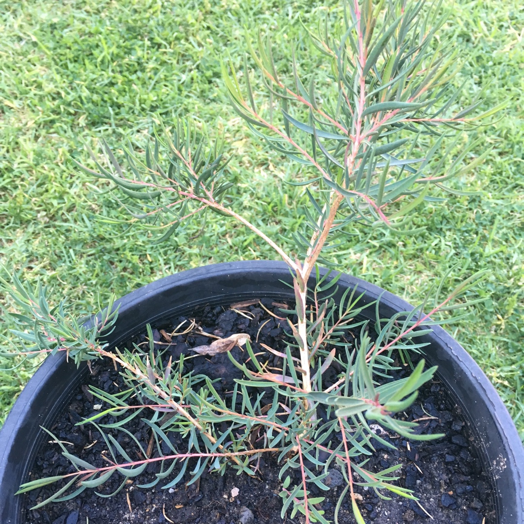 Callistemon C. F. Payne in the GardenTags plant encyclopedia Callistemon C. F. Payne in the GardenTags plant encyclopedia