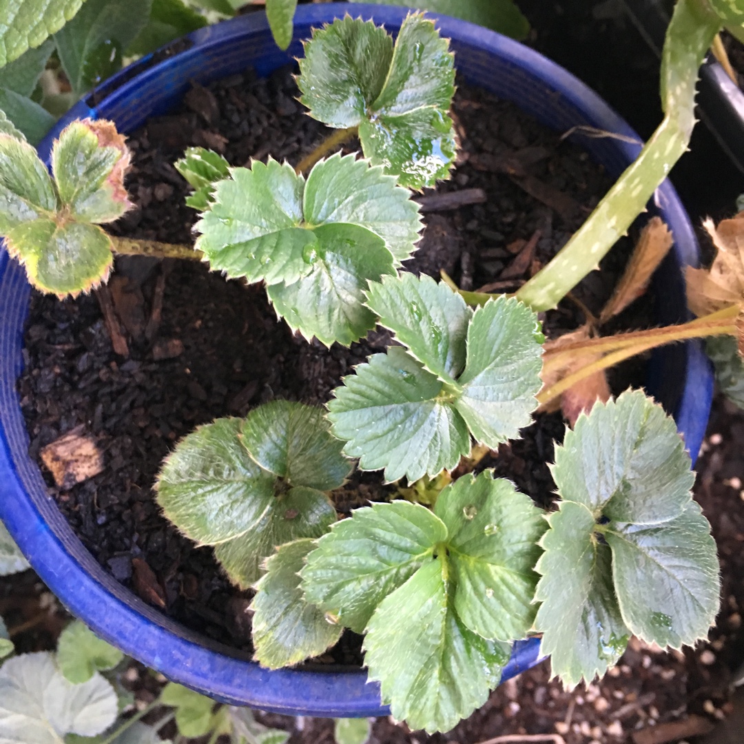 Fragaria x ananassa Cambridge Rival in the GardenTags plant encyclopedia Strawberry Cambridge Rival in the GardenTags plant encyclopedia