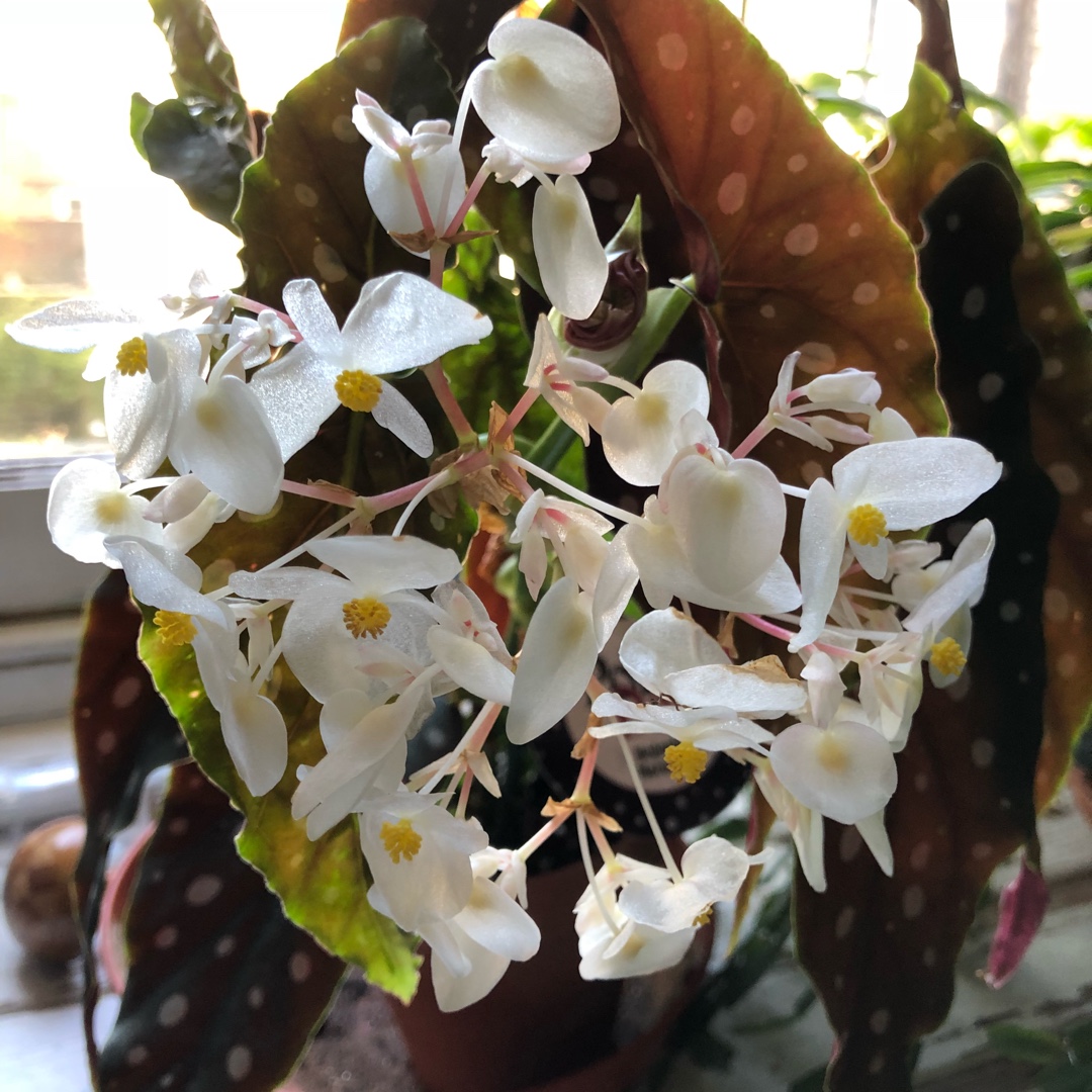 Begonia Maculata in the GardenTags plant encyclopedia Polka Dot in the GardenTags plant encyclopedia