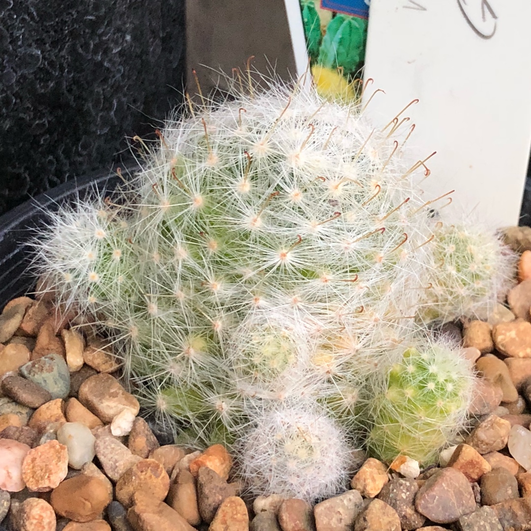 Mammillaria glassii in the GardenTags plant encyclopedia Mammillaria glassii in the GardenTags plant encyclopedia