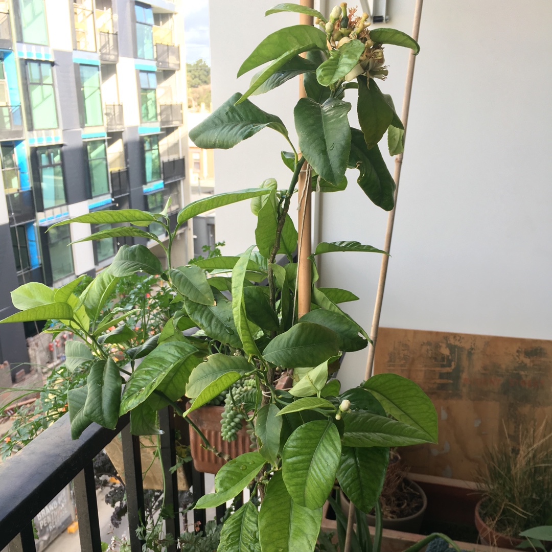 Bergamot in the GardenTags plant encyclopedia