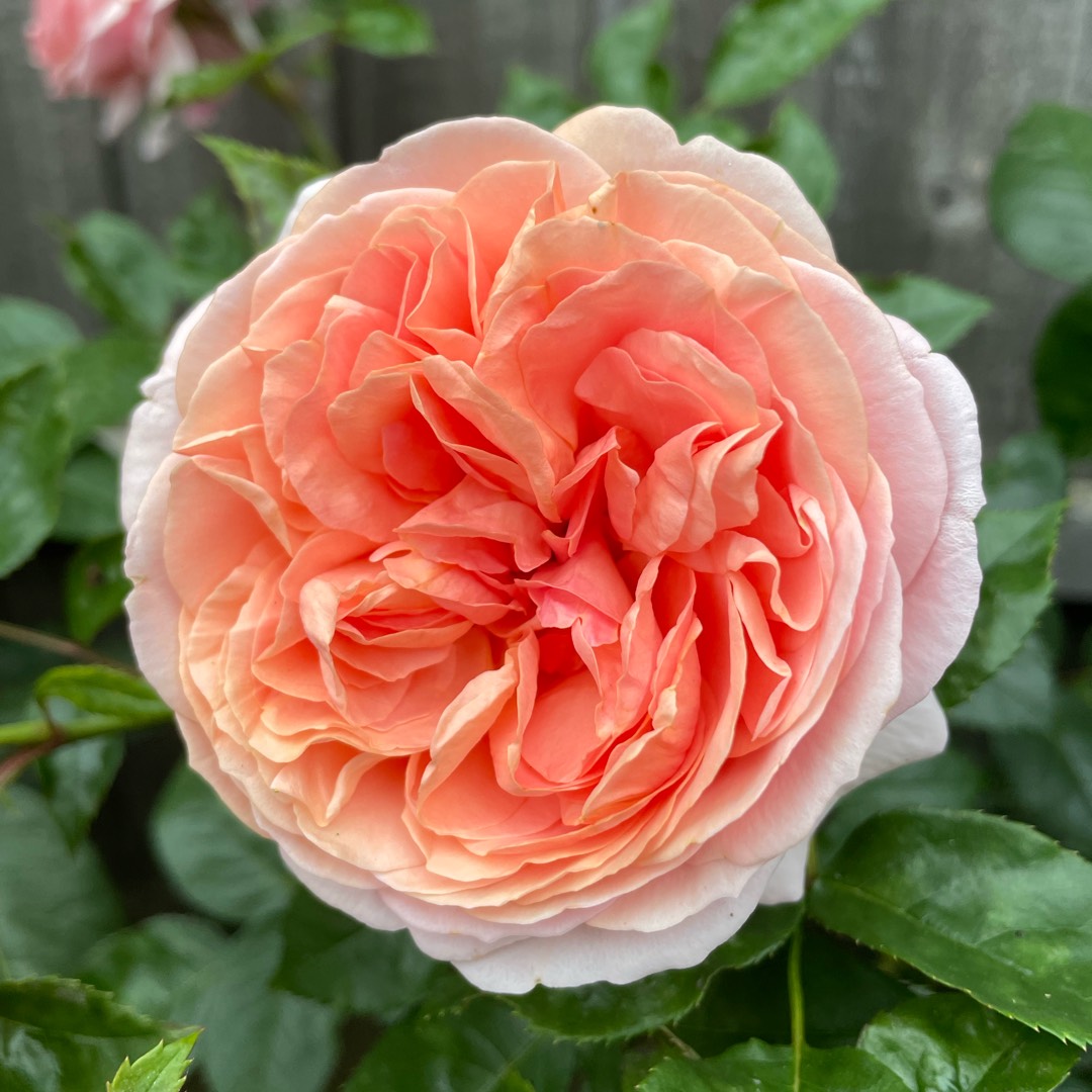 Rose Tan97159 syn. Rosa Duchess Of Cornwall, Rosa Chippendale, Rosa Music Hall, Rosa Ali Man, Rosa Ali Mau, Rose The Duchess Of Cornwall in the GardenTags plant encyclopedia Rose Duchess Of Cornwall (Hybrid Tea) in the GardenTags plant encyclopedia