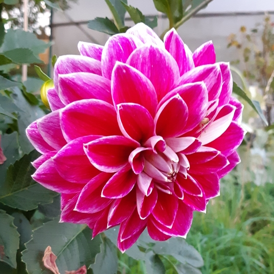 Dahlia Purple Pearl in the GardenTags plant encyclopedia Dahlia Purple Purl in the GardenTags plant encyclopedia