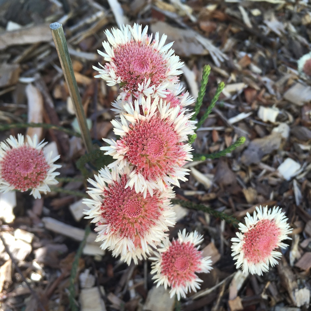 Actinodium Cunninghamii in the GardenTags plant encyclopedia Albany Daisy in the GardenTags plant encyclopedia