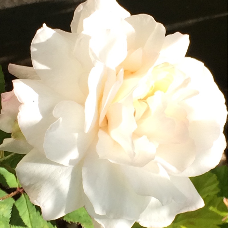 Rosa Crown Princess Mary in the GardenTags plant encyclopedia Rose Crown Princess Mary in the GardenTags plant encyclopedia