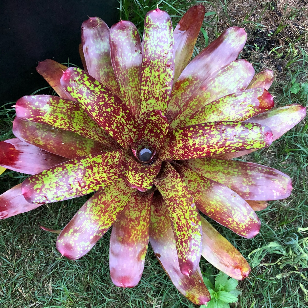 Neoregelia Fantasy Fair in the GardenTags plant encyclopedia Bromeliad Fantasy Fair in the GardenTags plant encyclopedia