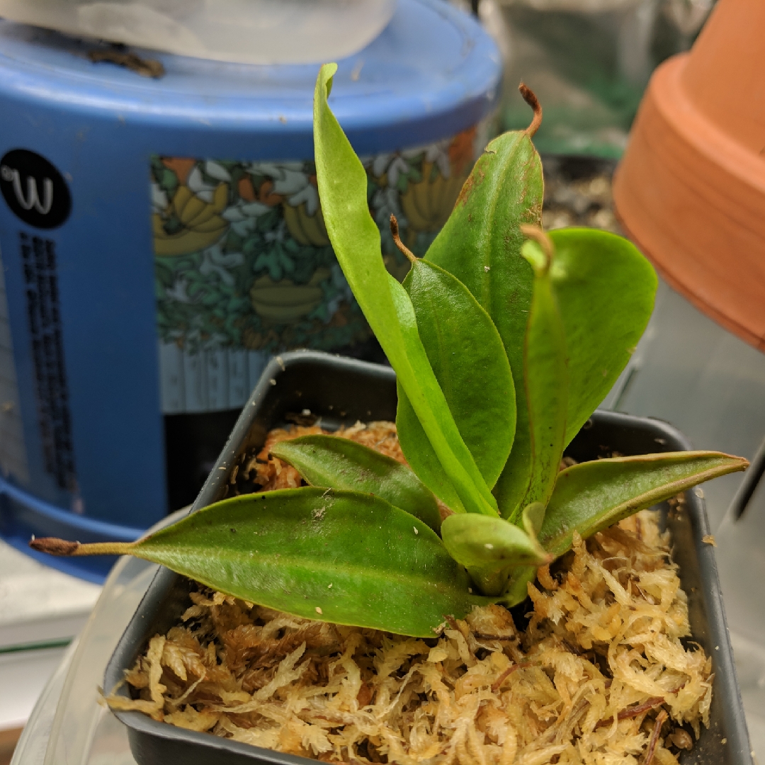 Nepenthes Maxima X Northiana in the GardenTags plant encyclopedia Nepenthes Miranda in the GardenTags plant encyclopedia