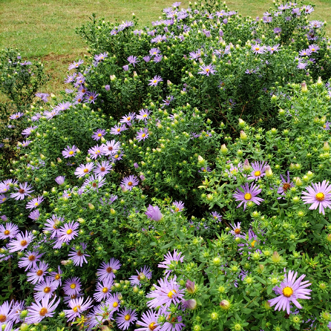 Aster oblongifolius Raydons Favorite in the GardenTags plant encyclopedia Aromatic Aster Raydons Favorite in the GardenTags plant encyclopedia