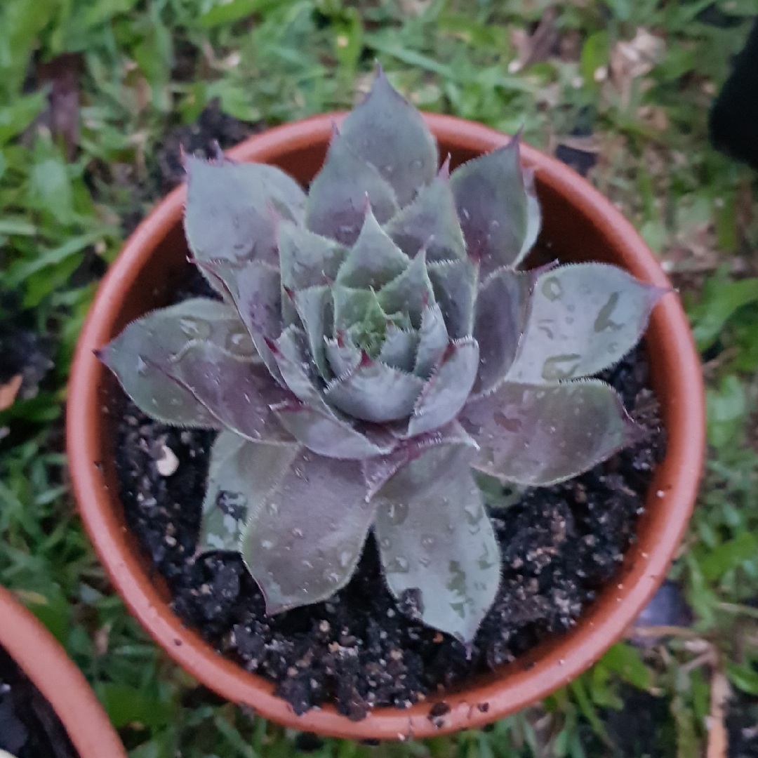 Sempervivum Lavender Doll in the GardenTags plant encyclopedia Sempervivum Lavender Doll in the GardenTags plant encyclopedia