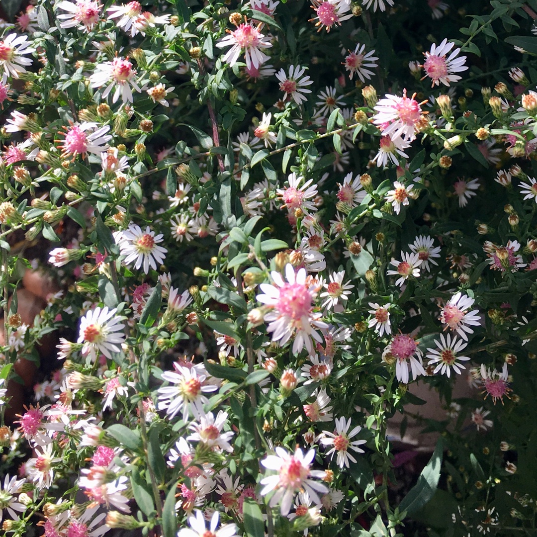 Symphyotrichum Lateriflorum Prince in the GardenTags plant encyclopedia Aster Prince in the GardenTags plant encyclopedia