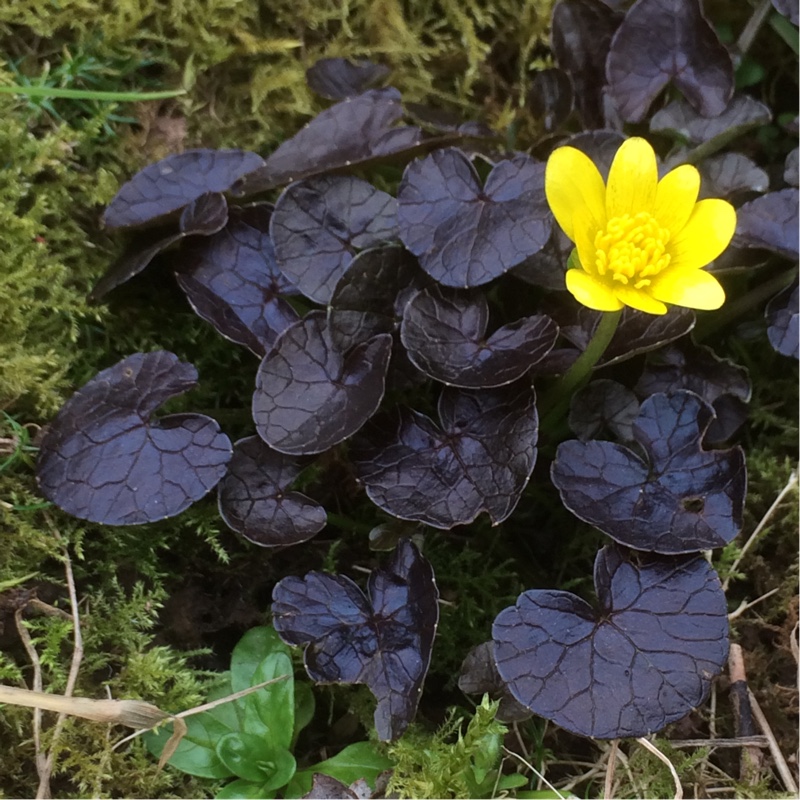 Lesser Celandine Brazen Hussy in the GardenTags plant encyclopedia