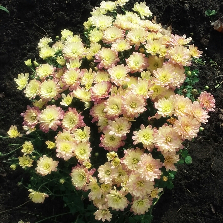 Chrysanthemum Jacqueline™ Orange Fusion syn. Chrysanthemum x morifolium Jacqueline™ Orange Fusion in the GardenTags plant encyclopedia Chrysanthemum Jacqueline™ Orange Fusion in the GardenTags plant encyclopedia