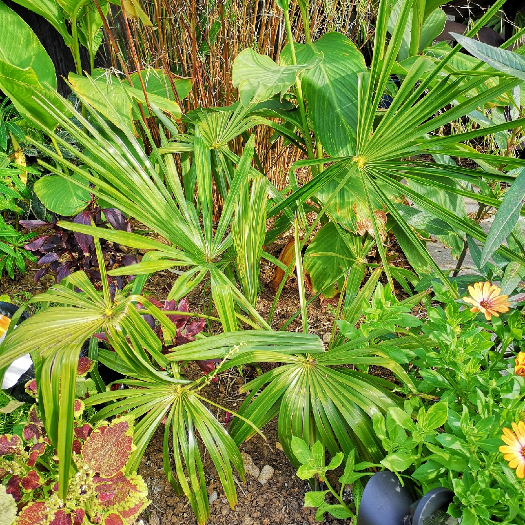 Trachycarpus Takil in the GardenTags plant encyclopedia Kumaon Palm in the GardenTags plant encyclopedia