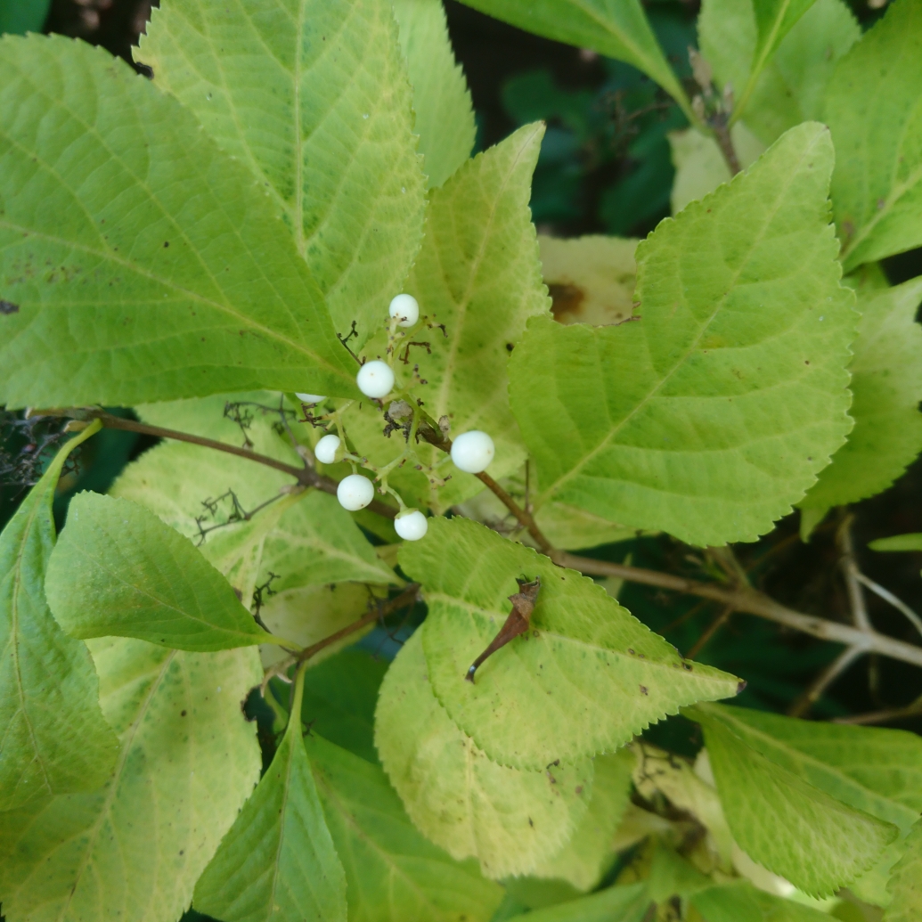 Callicarpa japonica Leucocarpa in the GardenTags plant encyclopedia Beauty Berry Leucocarpa in the GardenTags plant encyclopedia